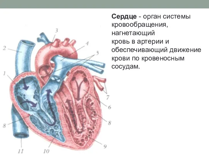 Сердце - орган системы кровообращения, нагнетающий кровь в артерии и обеспечивающий движение крови по кровеносным сосудам.