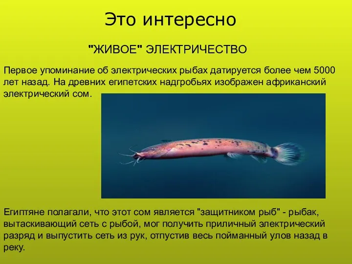 "ЖИВОЕ" ЭЛЕКТРИЧЕСТВО Первое упоминание об электрических рыбах датируется более чем 5000 лет назад.