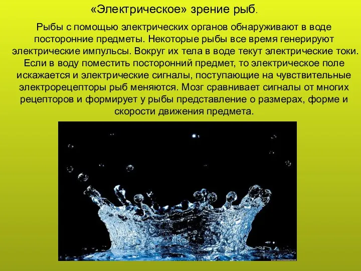 Рыбы с помощью электрических органов обнаруживают в воде посторонние предметы.
