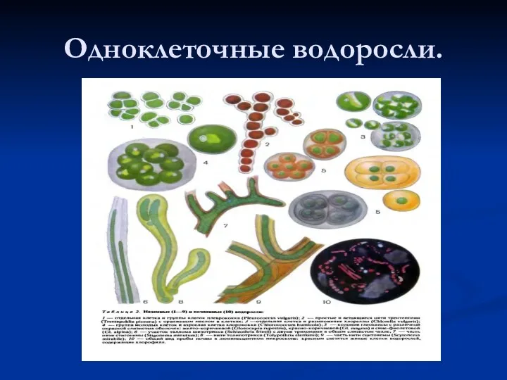 Одноклеточные водоросли.