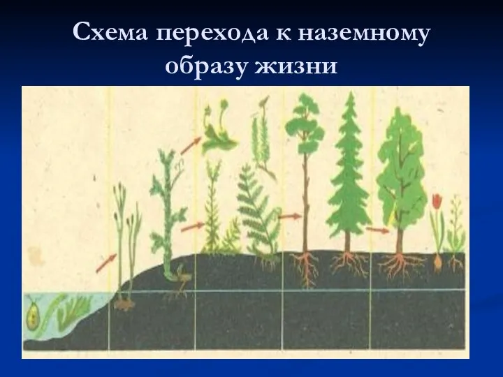 Схема перехода к наземному образу жизни