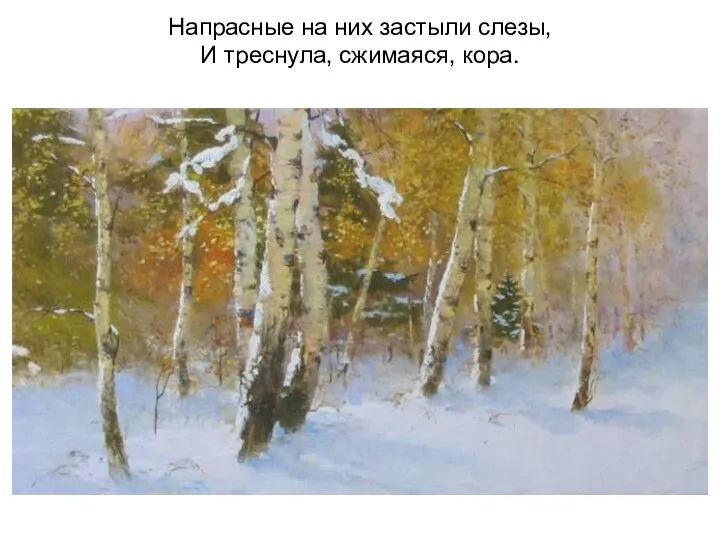 Напрасные на них застыли слезы, И треснула, сжимаяся, кора.