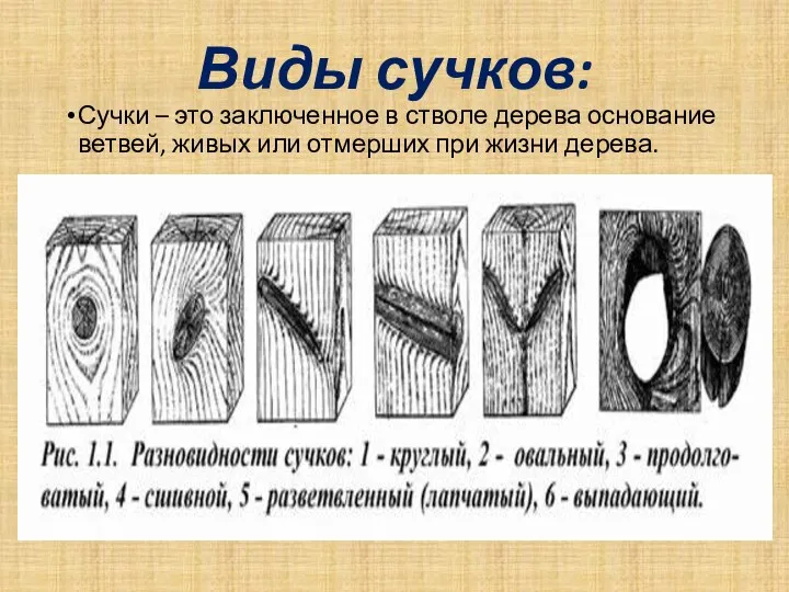 Виды сучков: Сучки – это заключенное в стволе дерева основание