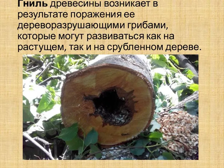 Гниль древесины возникает в результате поражения ее дереворазрушающими грибами, которые
