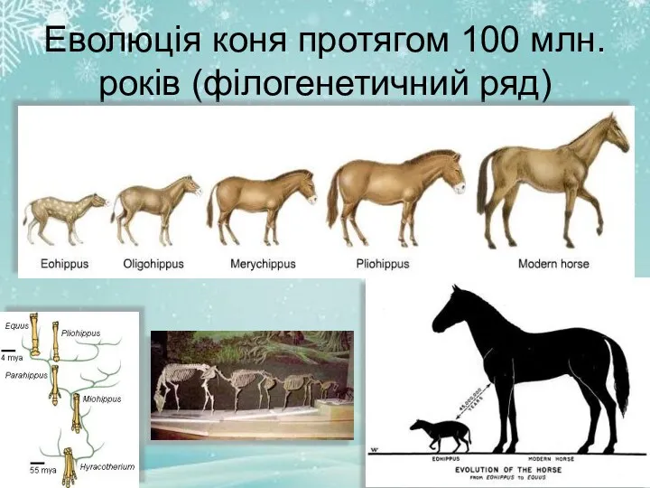 Еволюція коня протягом 100 млн. років (філогенетичний ряд)