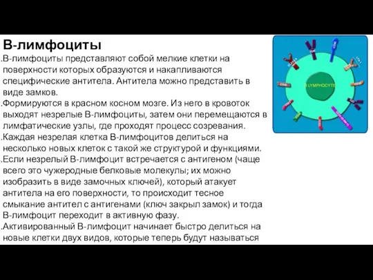 В-лимфоциты В-лимфоциты представляют собой мелкие клетки на поверхности которых образуются