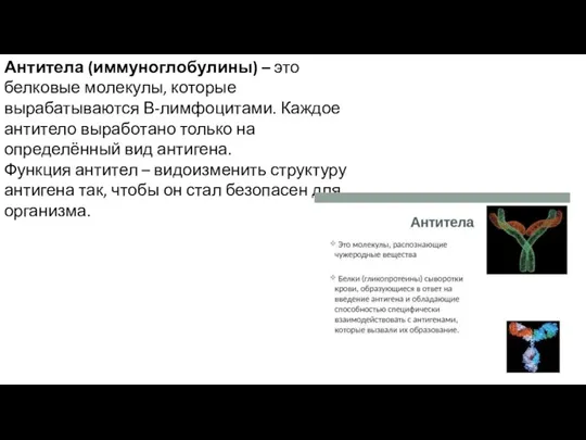 Антитела (иммуноглобулины) – это белковые молекулы, которые вырабатываются В-лимфоцитами. Каждое