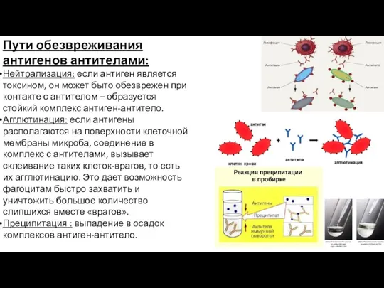 Пути обезвреживания антигенов антителами: Нейтрализация: если антиген является токсином, он