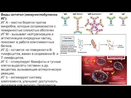 Виды антител (иммуноглобулинов ИГ): ИГ А – местно борется против