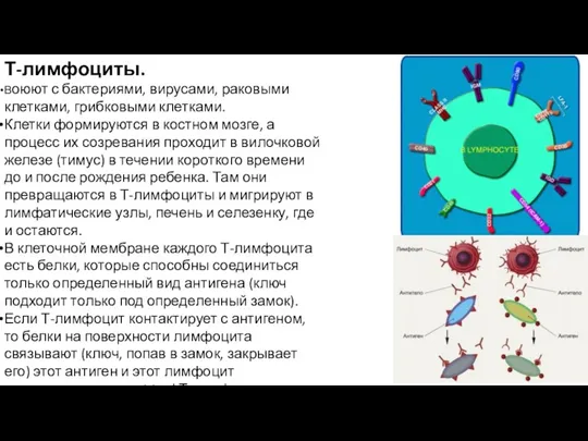 Т-лимфоциты. Воюют с бактериями, вирусами, раковыми клетками, грибковыми клетками. Клетки