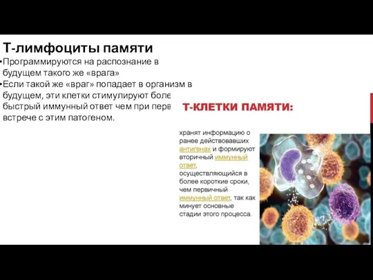 Т-лимфоциты памяти Программируются на распознание в будущем такого же «врага»