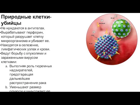 Природные клетки-убийцы Не нуждаются в антителах. Вырабатывают перфорин, который разрушает