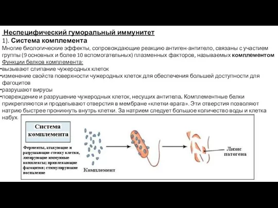 Неспецифический гуморальный иммунитет 1). Система комплемента Многие биологические эффекты, сопровождающие