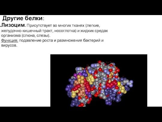 Другие белки: Лизоцим. Присутствует во многих тканях (легкие, желудочно-кишечный тракт,