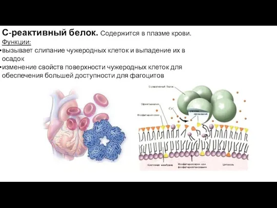 С-реактивный белок. Содержится в плазме крови. Функции: вызывает слипание чужеродных