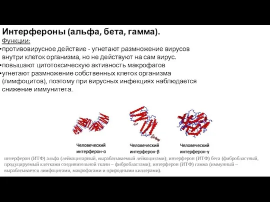 Интерфероны (альфа, бета, гамма). Функции: противовирусное действие - угнетают размножение