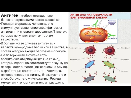 Антиген – любое потенциально болезнетворное химическое вещество. Попадая в организм