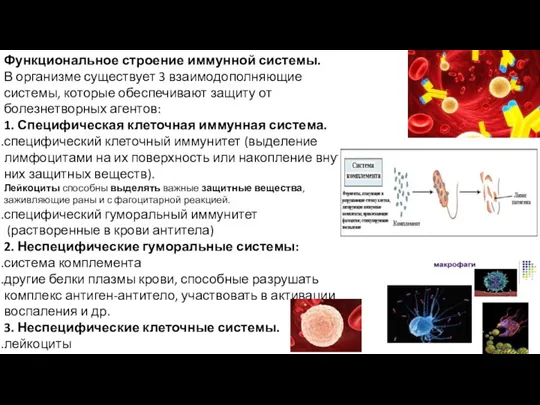 Функциональное строение иммунной системы. В организме существует 3 взаимодополняющие системы,