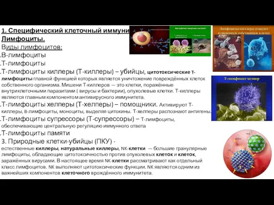 1. Специфический клеточный иммунитет. Лимфоциты. Виды лимфоцитов: В-лимфоциты Т-лимфоциты Т-лимфоциты