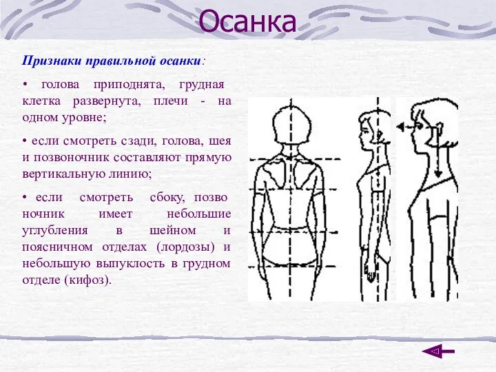 Осанка Признаки правильной осанки: • голова приподнята, грудная клетка развернута,