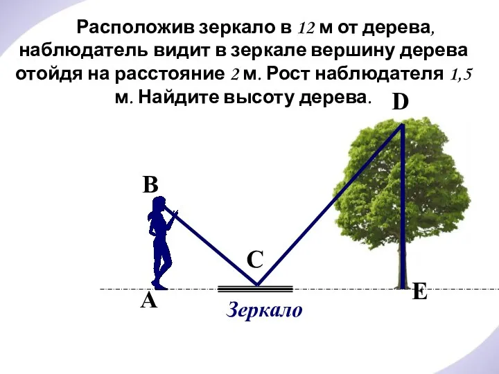 Расположив зеркало в 12 м от дерева, наблюдатель видит в