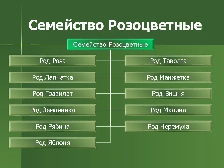 Семейство Розоцветные