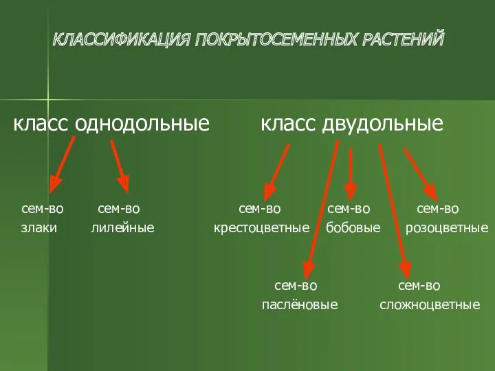 КЛАССИФИКАЦИЯ ПОКРЫТОСЕМЕННЫХ РАСТЕНИЙ класс однодольные класс двудольные сем-во сем-во сем-во