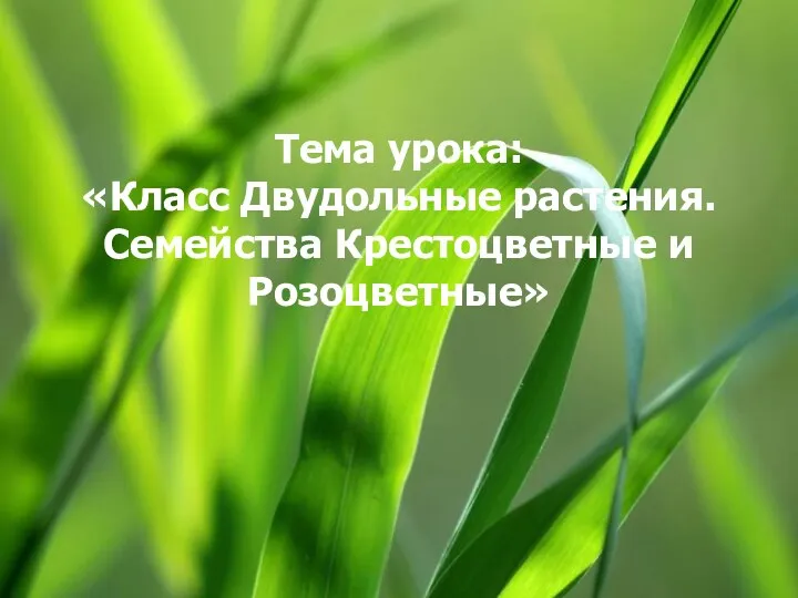 Тема урока: «Класс Двудольные растения. Семейства Крестоцветные и Розоцветные»