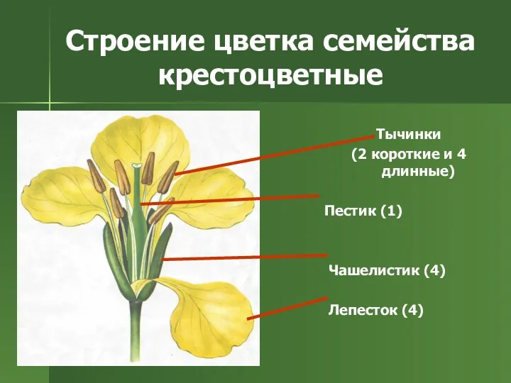 Строение цветка семейства крестоцветные Тычинки (2 короткие и 4 длинные) Пестик (1) Чашелистик (4) Лепесток (4)