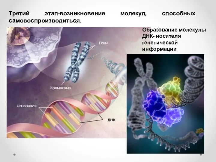 Третий этап-возникновение молекул, способных самовоспроизводиться. Образование молекулы ДНК- носителя генетической информации