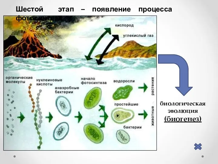 Шестой этап – появление процесса фотосинтеза биологическая эволюция (биогенез)