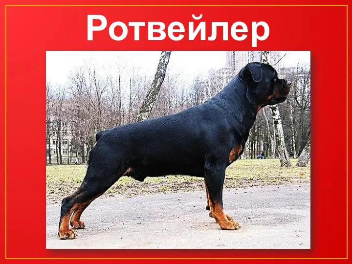 Ротвейлер