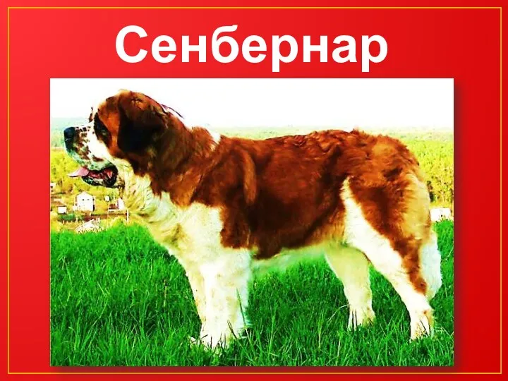 Сенбернар