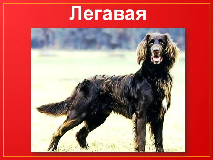 Легавая