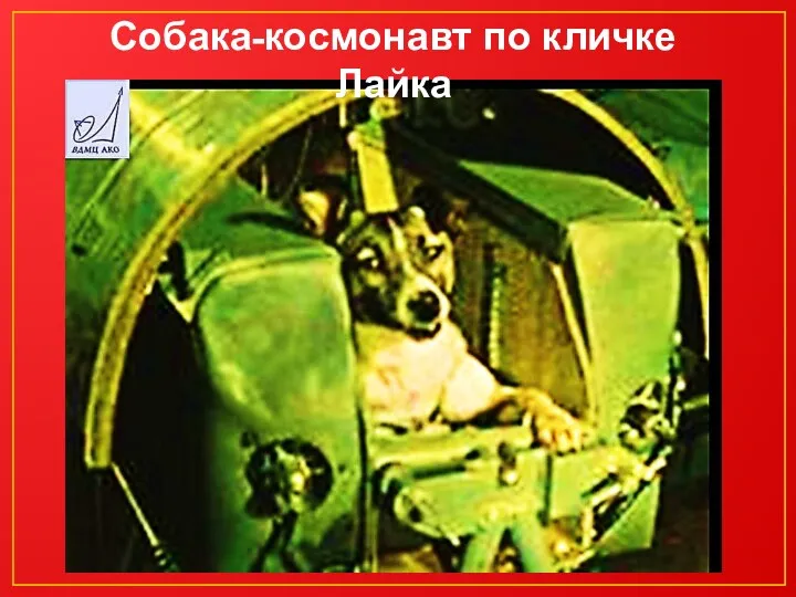 Собака-космонавт по кличке Лайка