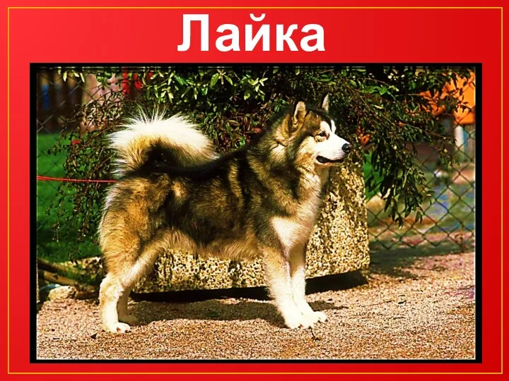 Лайка