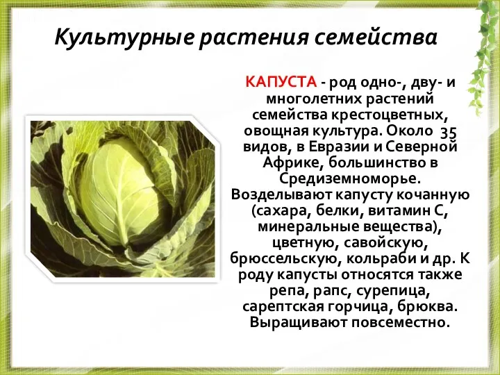 Культурные растения семейства КАПУСТА - род одно-, дву- и многолетних