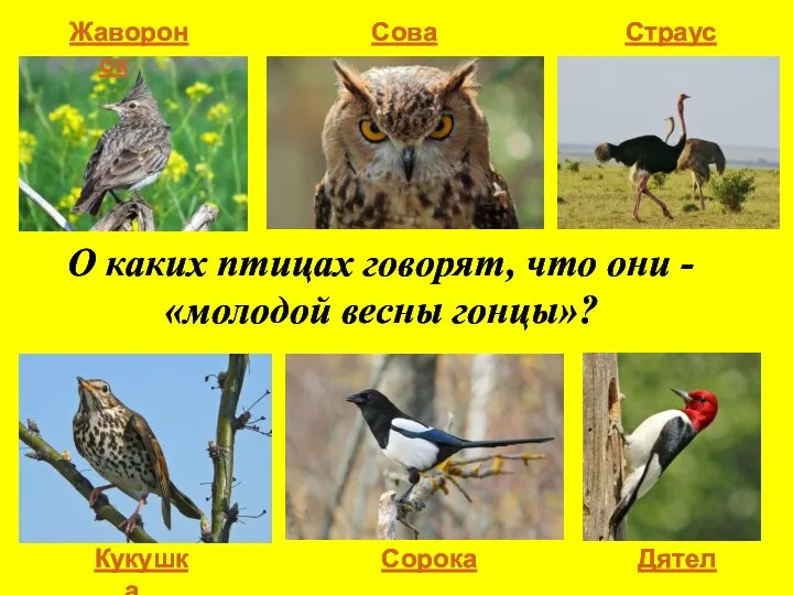 О каких птицах говорят, что они - «молодой весны гонцы»? Жаворонок Сова Страус Кукушка Сорока Дятел