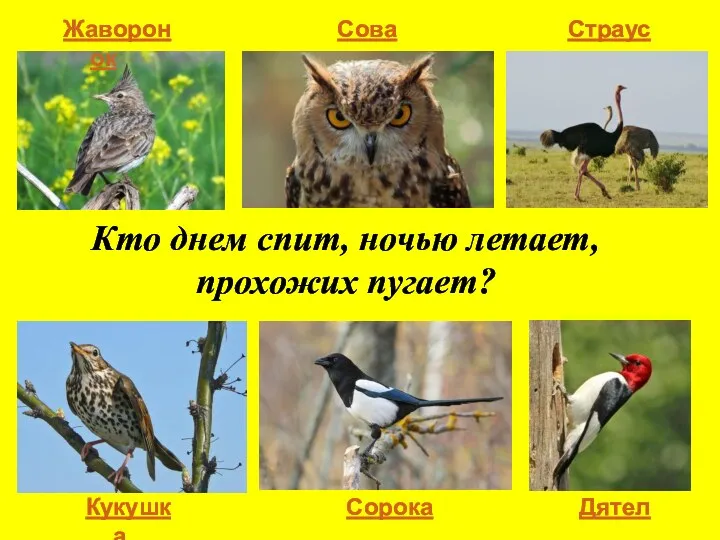 Кто днем спит, ночью летает, прохожих пугает? Жаворонок Сова Страус Кукушка Сорока Дятел