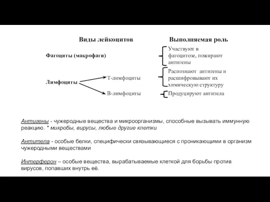 Антигены - чужеродные вещества и микроорганизмы, способные вызывать иммунную реакцию.