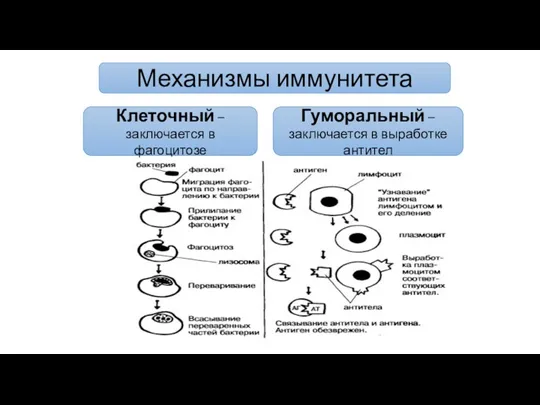 Механизмы иммунитета Клеточный – заключается в фагоцитозе Гуморальный –заключается в выработке антител