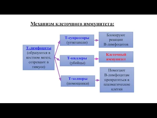 Механизм клеточного иммунитета: Т-лимфоциты (образуются в костном мозге, созревают в