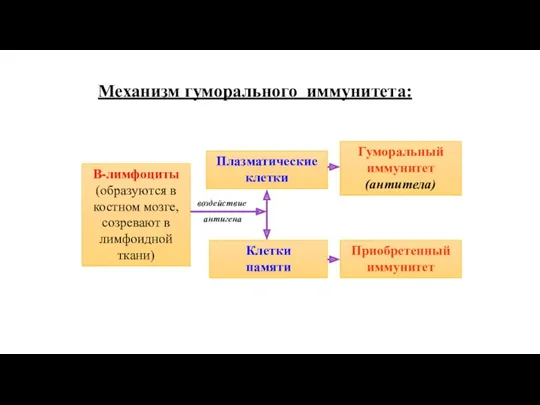 Механизм гуморального иммунитета: воздействие антигена В-лимфоциты (образуются в костном мозге,