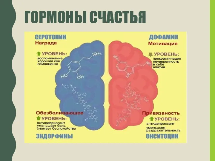 ГОРМОНЫ СЧАСТЬЯ