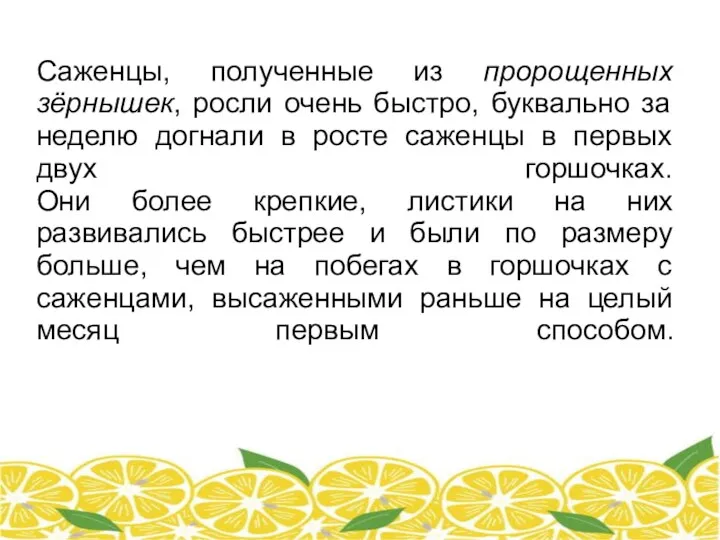 Саженцы, полученные из пророщенных зёрнышек, росли очень быстро, буквально за