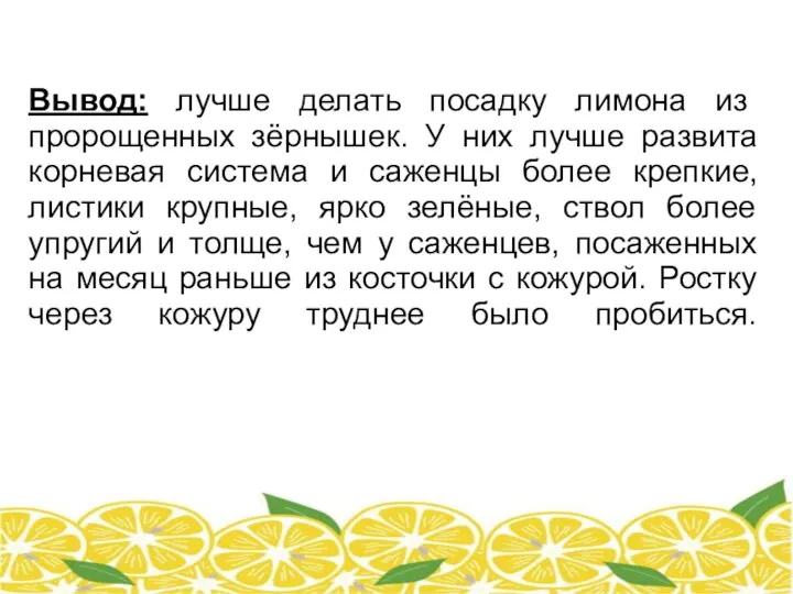 Вывод: лучше делать посадку лимона из пророщенных зёрнышек. У них