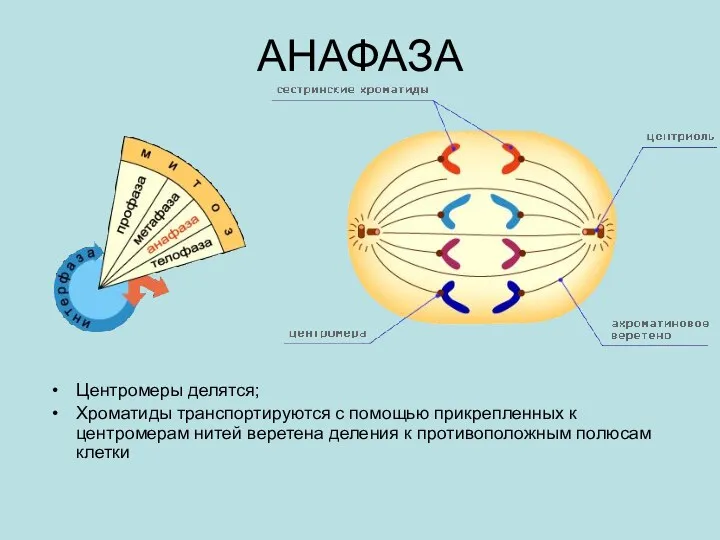 АНАФАЗА Центромеры делятся; Хроматиды транспортируются с помощью прикрепленных к центромерам нитей веретена деления