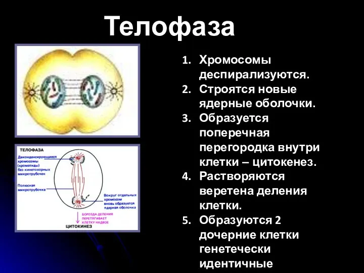 Телофаза Хромосомы деспирализуются. Строятся новые ядерные оболочки. Образуется поперечная перегородка внутри клетки –