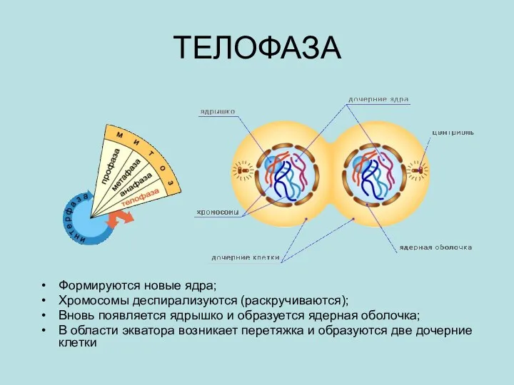 ТЕЛОФАЗА Формируются новые ядра; Хромосомы деспирализуются (раскручиваются); Вновь появляется ядрышко и образуется ядерная