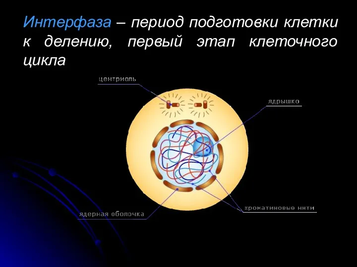 Интерфаза – период подготовки клетки к делению, первый этап клеточного цикла